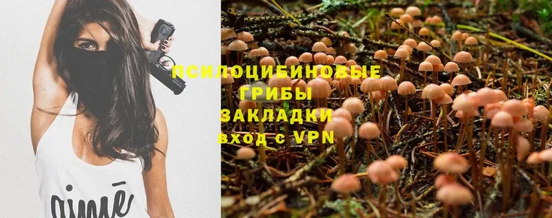 Галлюциногенные грибы Psilocybine cubensis  MEGA зеркало  Будённовск 